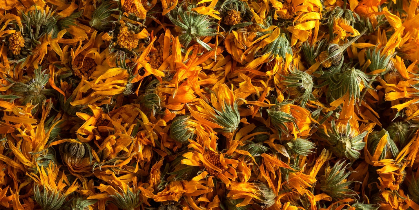 Calendula: The Humble Flower That Heals Almost Everything