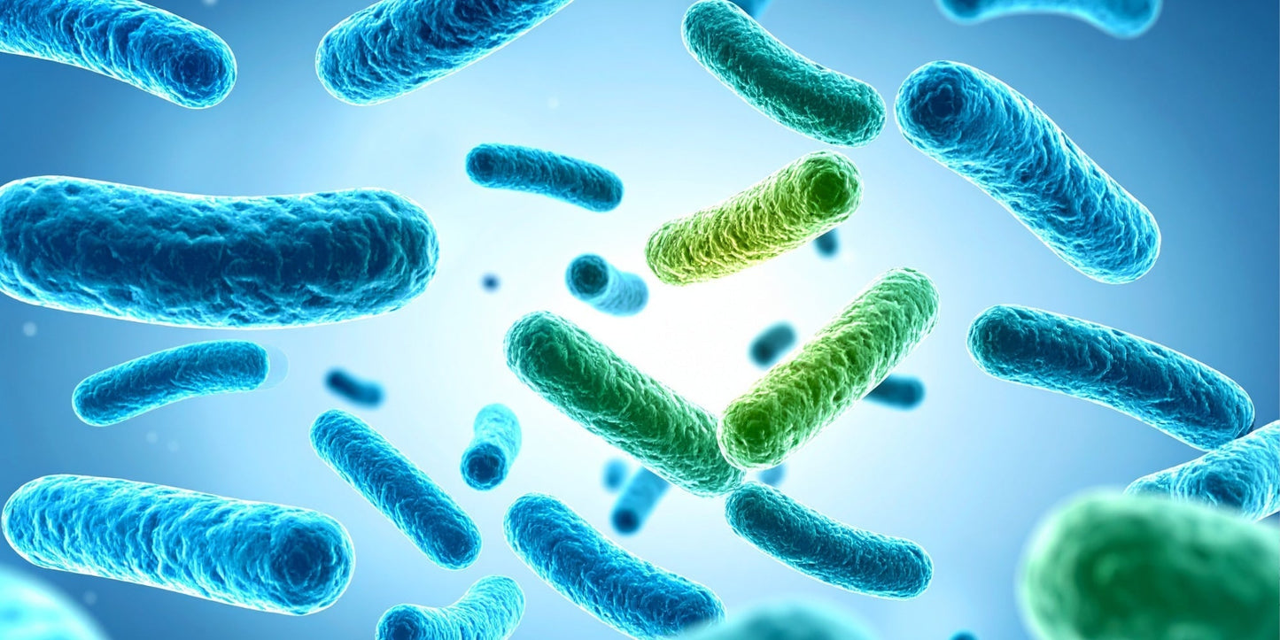 The Trillion-Strong Community Inside You: What Probiotics Actually Do